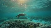 ‘Like wildfires underwater’: Worst summer on record for Great Barrier Reef as coral die-off sweeps planet