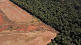 ‘Hollow commitments and vanishing forests’: World not on track to halt devastating deforestation