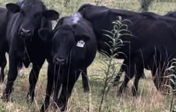 Woman searching for nearly 130 missing cows