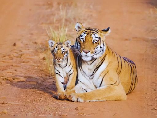 National parks best known for wildlife conservation in India