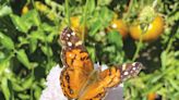 The Mountain Gardener | Butterflies in the Garden - Press Banner | Scotts Valley, CA