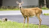 Drivers have called Roswell police 100 times for deer sightings. They say it’s mating season