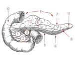 Uncinate process of pancreas