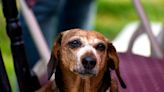 20-Year-Old Rescue Dachshund Enjoying Her Birthday Cake Shows the Power of Love