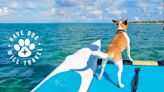 Aruba Welcomes Travelers & Their Dogs This Fall