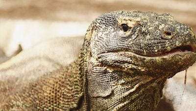 Komodo Dragon Teeth Have Iron Caps For Sharpness, Scientists Discover