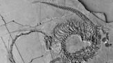 震撼！中國挖出2.4億年前「海龍」化石：身長5米、頸部比身體長