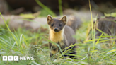 Northumberland Wildlife Trust launches pine marten survey