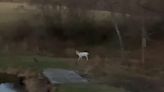 Watch: Albino deer caught on camera in Pennsylvania