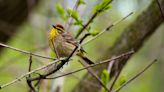 Love, pie, and bipartisanship: Behind the scenes at America’s biggest birding festival