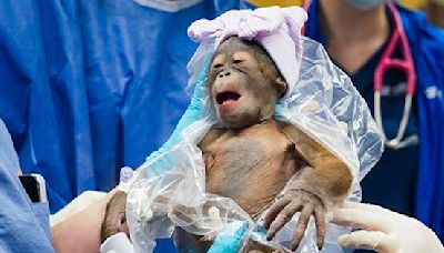 Baby orangutan born at Tampa’s Busch Gardens via C-section was a rare feat
