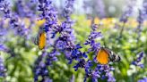 Striking salvias will please all summer long