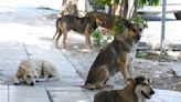 Denuncian ataques de perros en Viñedos