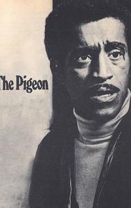 The Pigeon