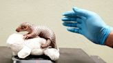 Prague Zoo celebrates birth of second critically endangered Chinese pangolin