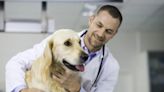 High Vet Bills Concern Australian Pet Owners