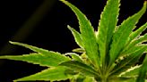 Proposal looks to allow more people to prescribe marijuana in Arkansas