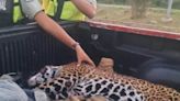 Atropellan a jaguar hembra en gestación en QR; madre y cría murieron