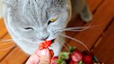 Can Cats Eat Strawberries? How to Safely Share This Summer Berry
