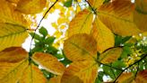 Beeches finally dropping last year’s leaves, and a renamed moth | Lehigh Valley Nature Watch