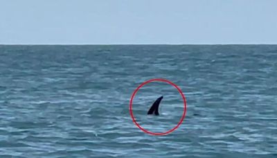 'Huge shark' spotted by woman on fishing trip