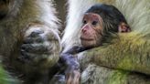Newborn endangered monkeys born in treetops of wildlife park