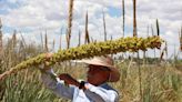 Step aside tequila and mezcal, sotol is becoming the new Mexican spirit sensation