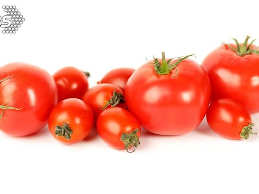 大小番茄差在哪？ 醫曝功效：維生素A是它「7倍」