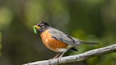 Mama Bird Hilariously Spooks Innocent Man Who Just Wanted a Closer Look