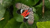 Are spotted lanternflies in Arizona? Everything to know about the invasive insect