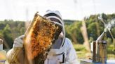 Celebrate World Bee Day With 3 Of Slovenia’s Buzziest Experiences