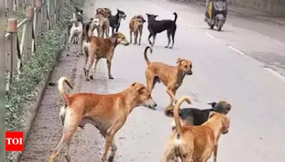 Pack of strays maul 6-year-old boy to death in Telangana | Hyderabad News - Times of India