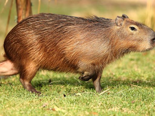 Desperate search under way for 'beloved capybara' that escaped from zoo and 'on the loose'