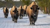 This Plan to Save Yellowstone Bison Involves Shoveling Lots of Snow