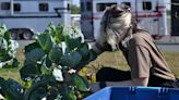 Student Organic Farm provides produce and works on improving the UMN farmers market