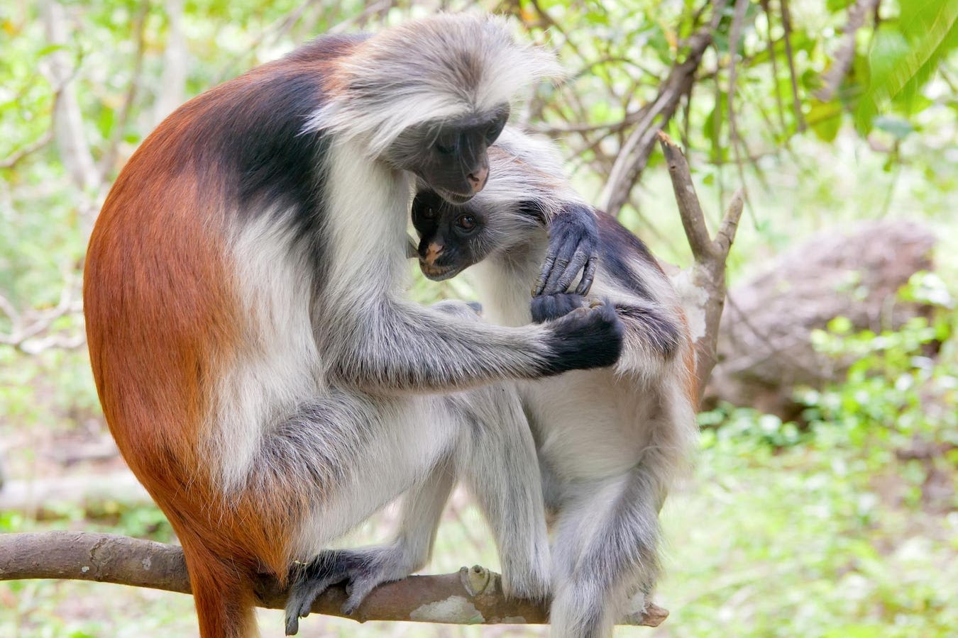 How Can Saving This Fluffy Monkey Help Africa’s Forests?