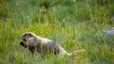 Environmentalists seek protections for marmots on Olympic Peninsula