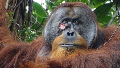 Científicos observan a un orangután salvaje curando su herida con una planta medicinal