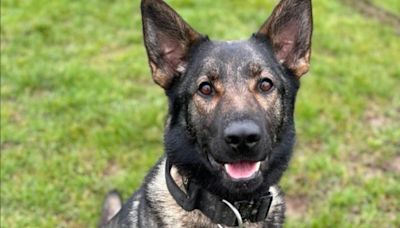 Police dog drowns while tracking attempted murder suspect through country park