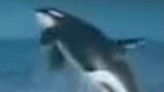 Real or fake? Orca photos off Outer Banks spark questions.