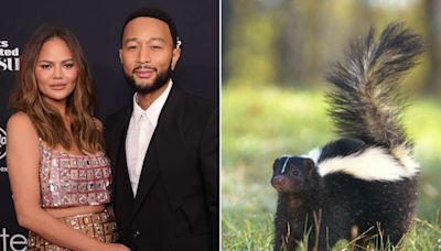Chrissy Teigen and John Legend Reveal a Skunk Filled Their Home with a ‘Stench’: ‘Oh, It’s Bad!’