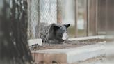 Was the bear that escaped the city zoo in Pocatello in 1969 ever found? Here's what happened. - East Idaho News