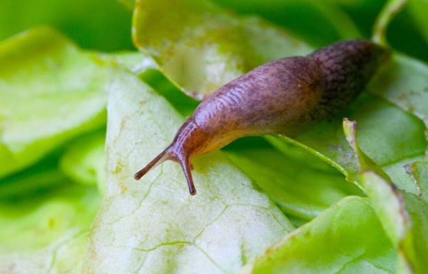 ‘Easiest' method to remove slugs from the garden works ‘too well’ says gardeners