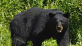 Los ataques de osos salvajes en Japón fueron 198 en un año y las autoridades alertan a los pobladores