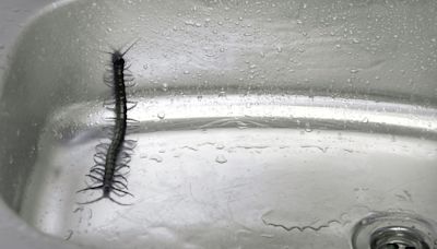 7 natural ways to keep centipedes away from your home