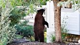 Man Films Hair-Raising Encounter With Home-Invading Brown Bear