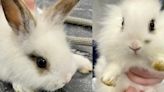 Rabbits rescued from hoarding situation available for adoption