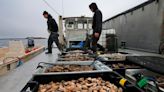 Oysters for sale: Fairhaven oyster farmers trade bivalves for cash