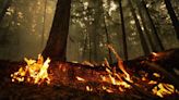 After cool, rainy reprieve, hot weather expected to return in B.C. wildfire fight