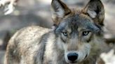 Federal judge rejects attempt to block reintroduction of gray wolves in Colorado